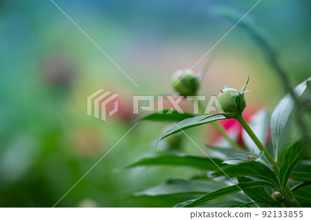 Green bud peonies flower. Green bud flowers in garden. 92133855
