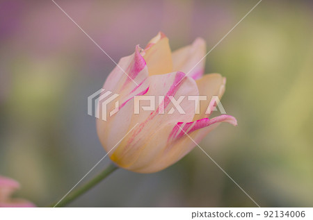 Del Piero tulip white and pink 92134006