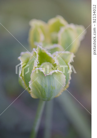 Green tulip bud with leaves. Tulip viridiflora Green Jay Green tulip bud with leaves. Tulip viridiflora Green Jay 92134012