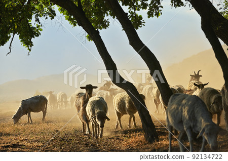 Goats and Sheeps on Road In Greci, Romania 92134722