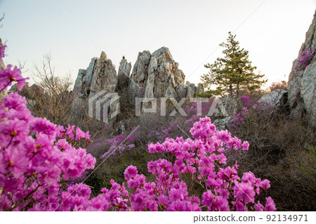 杜鵑花 杜鵑花 92134971