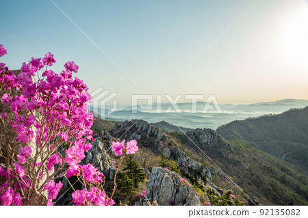 杜鵑花 杜鵑花 92135082