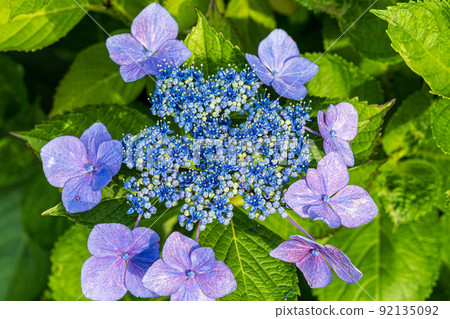 繡球 92135092