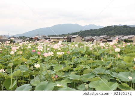 蓮花 蓮花 92135172