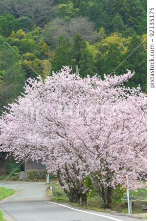 Cherry blossoms in full bloom "Nature, beautiful countryside large trees with cherry blossom trees" close-up Cherry blossoms in full bloom "Nature, beautiful countryside large trees with cherry blossom trees" close-up 92135175