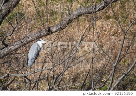 站在樹上的灰鷺 站在樹上的灰鷺 92135190