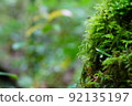 Moss 92135197