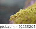 Moss 92135205