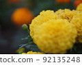 Marigold  92135248