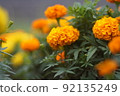 Marigold  92135249