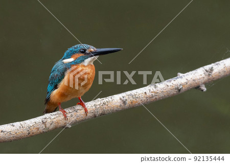 Kingfisher nestled on a tree branch 92135444