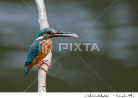 Kingfisher eating fish on a tree branch 92135445