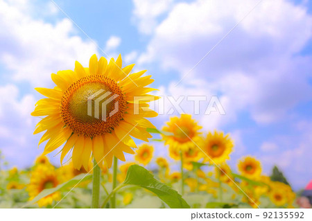 Sunflowers in full bloom blooming toward the sky Sunflowers in full bloom blooming toward the sky 92135592