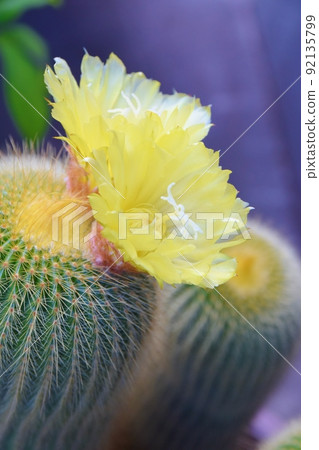 Yellow cactus flower Yellow cactus flower 92135799