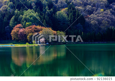從長野縣的農具一側看到的春天櫻花的倒影風景 92136015