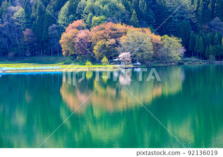 Reflection scenery of spring cherry blossoms seen from the farm tool side of Nagano Prefecture Reflection scenery of spring cherry blossoms seen from the farm tool side of Nagano Prefecture 92136019