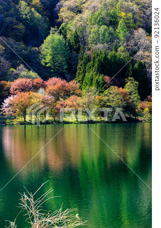 Reflection scenery of spring cherry blossoms seen from the farm tool side of Nagano Prefecture Reflection scenery of spring cherry blossoms seen from the farm tool side of Nagano Prefecture 92136024