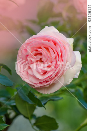 Beautiful pink rose in a garden. Beautiful rose garden in spring. 92136135