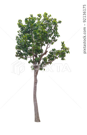 isolated tree on a white background trees in thailand,clipping paths. isolated tree on a white background trees in thailand,clipping paths. 92136175