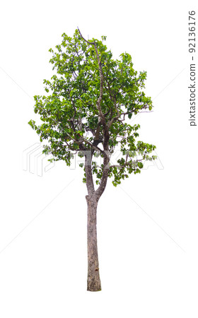 isolated tree on a white background,clipping paths. 92136176