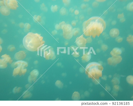 Jewelery Fish Lake 92136185