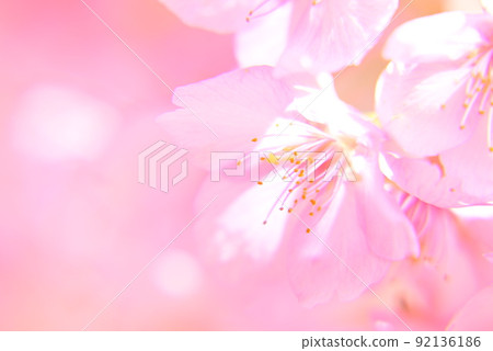 早開的河津櫻花，盛開 92136186