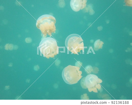 Jewelery Fish Lake Jewelery Fish Lake 92136188