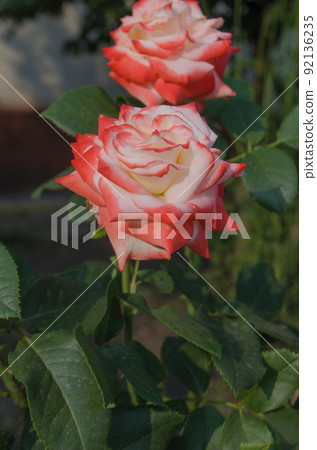 Rose Nostalgie in the garden Rose Nostalgie in the garden 92136235