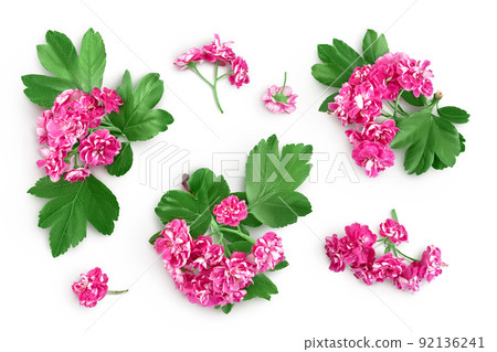 flower of hawthorn isolated on white background. Crataegus Pauls Scarlet. Top view. Flat lay flower of hawthorn isolated on white background. Crataegus Pauls Scarlet. Top view. Flat lay 92136241