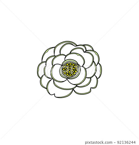 白花(花冠、重瓣、山茶花) 白花(花冠、重瓣、山茶花) 92136244