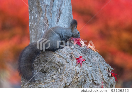 Ezoris nestled on a tree trunk 92136253