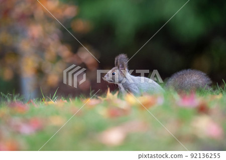 Ezoris nestled in the fallen leaves 92136255