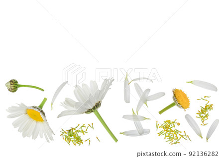 chamomile or daisies isolated on white background. Top view with copy space for your text. Flat lay 92136282