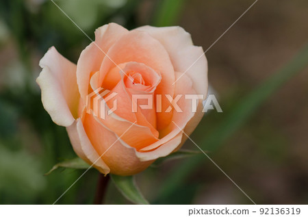 Blooming orange English rose 92136319