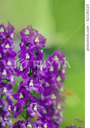 Blue delphinium flower. 92136320