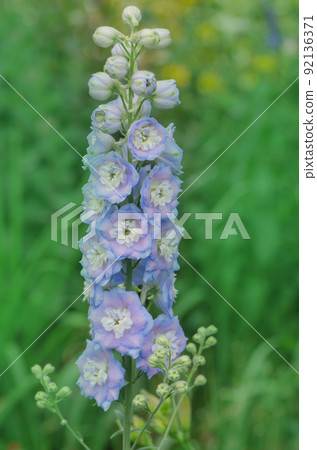 Delphinium perennial flowers. Blue delphinium flower Delphinium perennial flowers. Blue delphinium flower 92136371
