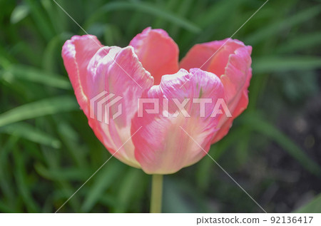 Pink Parrot tulip in flowerbed 92136417