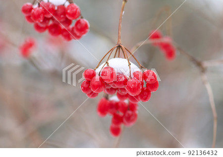 Red viburnum berry 92136432