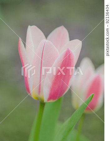 Flower bed of pink  tulips. Mary Ann Greigii tulips 92136434