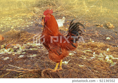 Portrait of a brown cock on farm yard Portrait of a brown cock on farm yard 92136502
