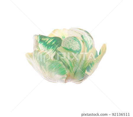 Green tulip flower isolated 92136511