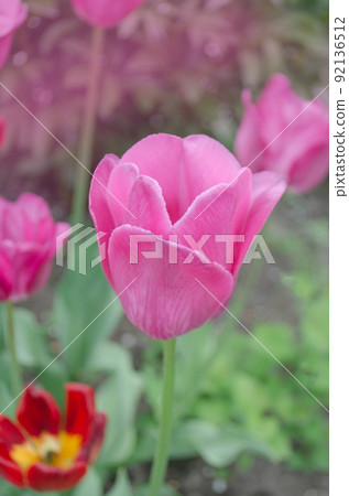 Pink tulips blooming in garden 92136512