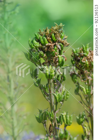 Delphinium agriculture concept. 92136513