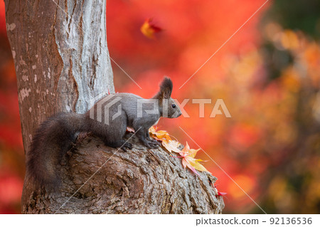 Ezoris nestled on a tree trunk 92136536
