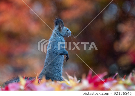 Ezoris 依偎在雨林中 92136545