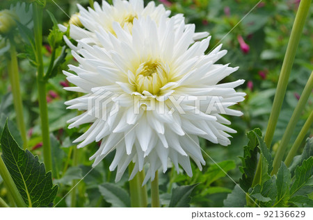 Dahlia cactus flower in the garden Dahlia cactus flower in the garden 92136629