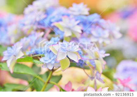 Pastel colored hydrangea Pastel colored hydrangea 92136915