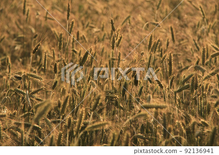 field of golden barley field of golden barley 92136941