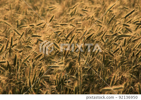 field of golden barley 92136950