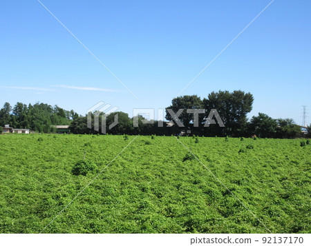 Yam field 92137170